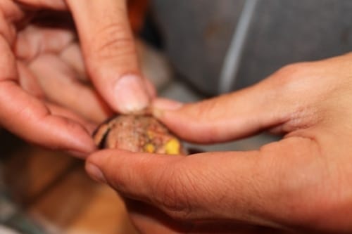 IMG_0357 Removing the upper layer of chestnut.