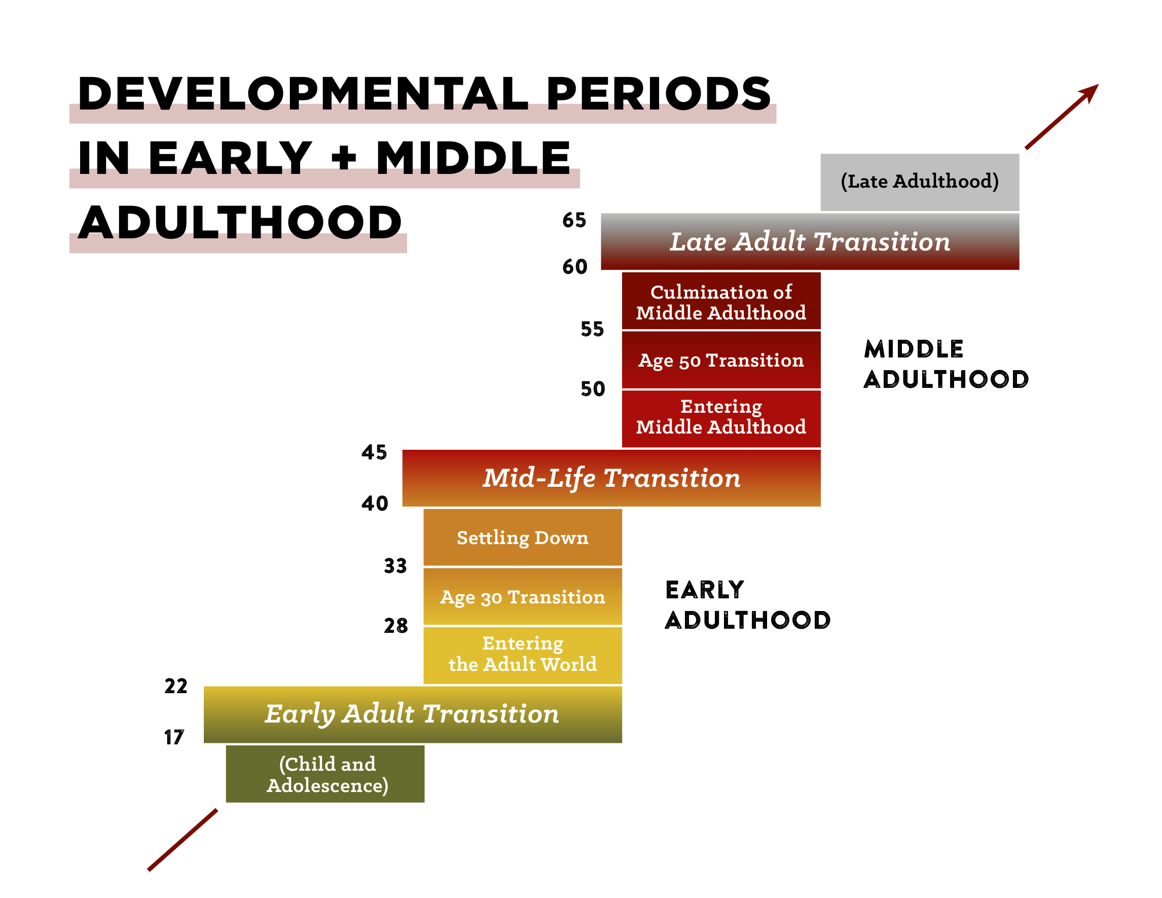 Table of "The Developmental Periods in Early and middle Adulthood" is displayed.
