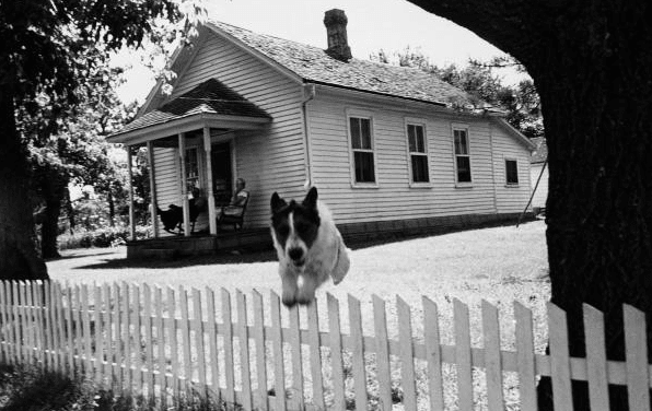 A resilient black and white dog in front of a house.